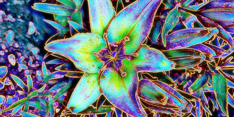 Garden - Lottie Clarke