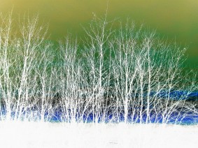 Winter Trees